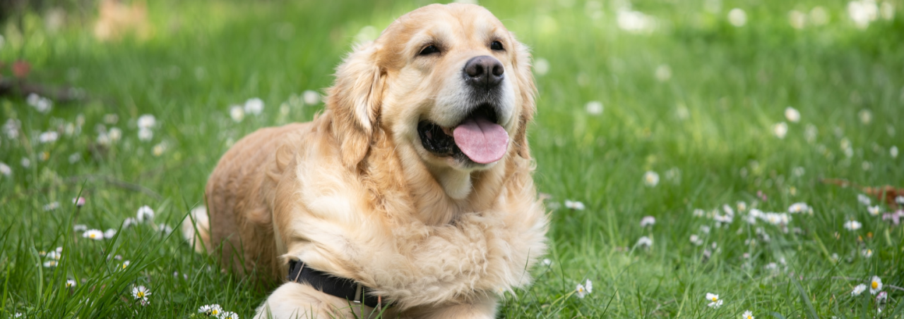 A serene scene of a golden retriever lying down on the soft grass.